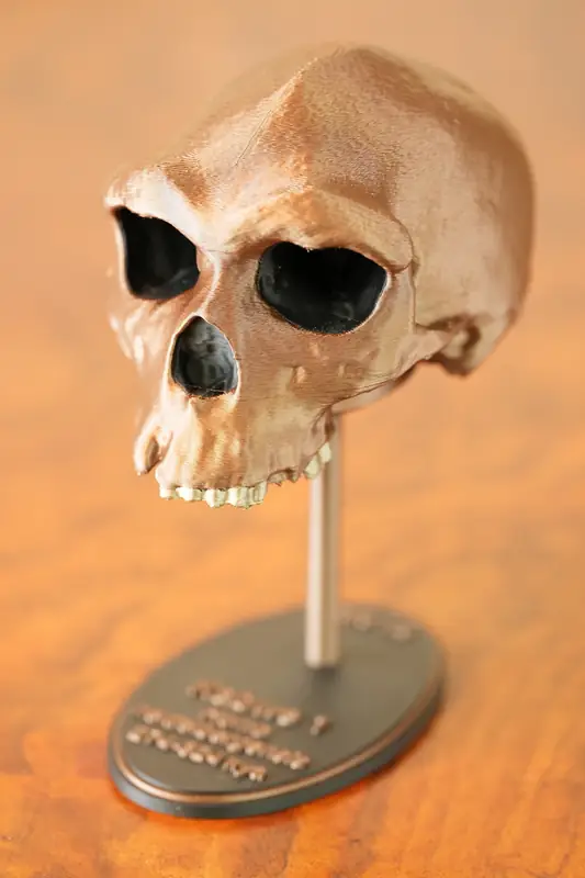 Kabwe 1 replica, left view