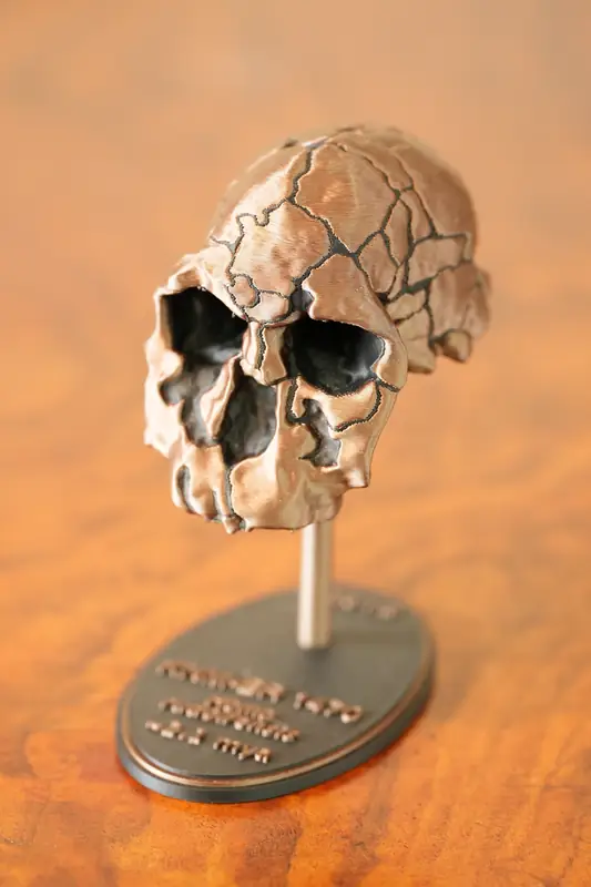 KNM-ER 1470 replica, left view