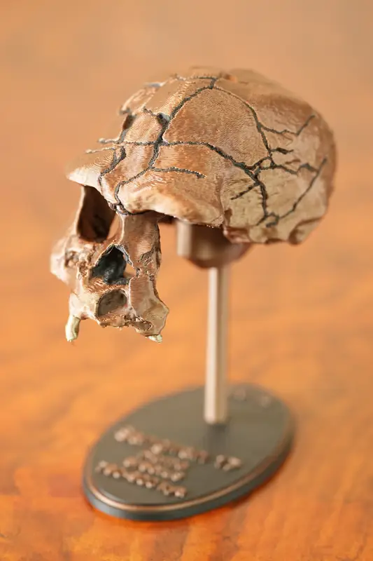 Sangiran 17 replica, left view