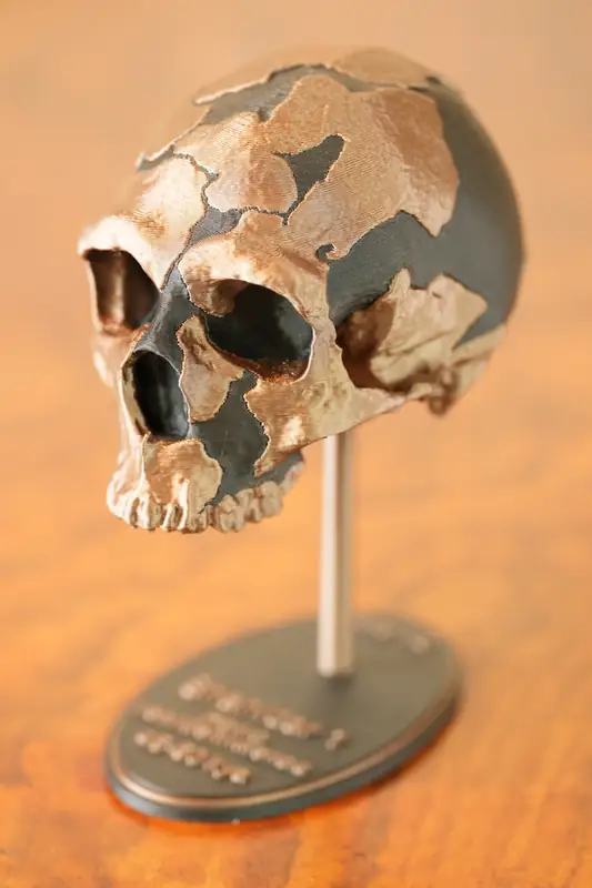 Shanidar 1 replica, left view