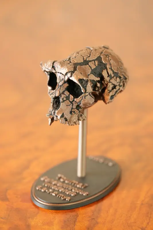 Toumaï replica, left view